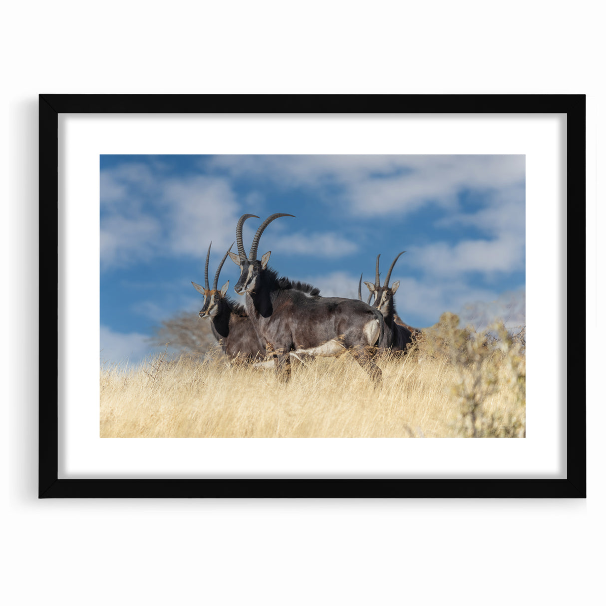 Bold Antelope Herd in the Grasslands – Striking Wildlife Canvas Art