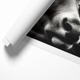 Majestic Antelope Portrait in Black and White – Stunning Canvas Art
