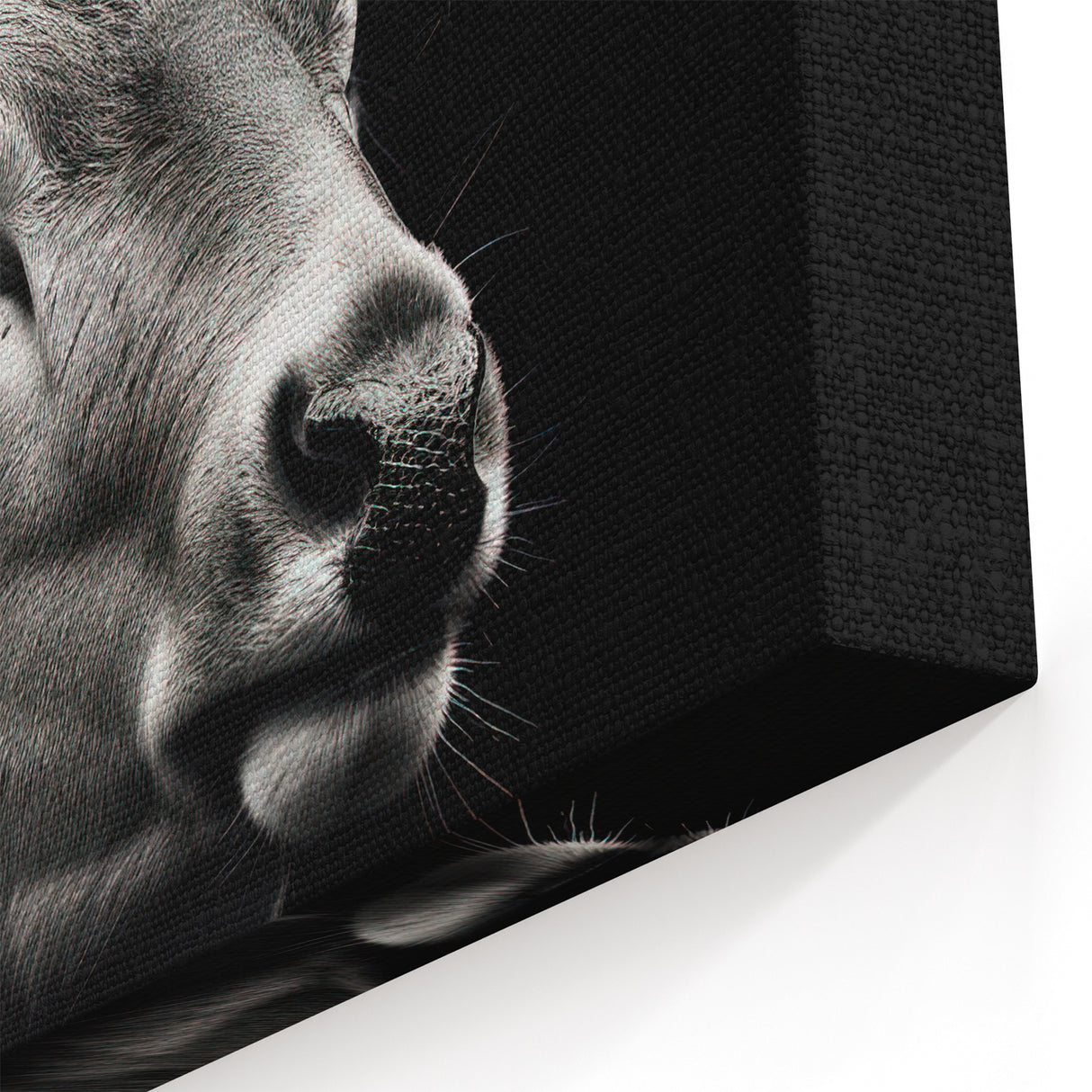 Majestic Antelope Portrait in Black and White – Stunning Canvas Art
