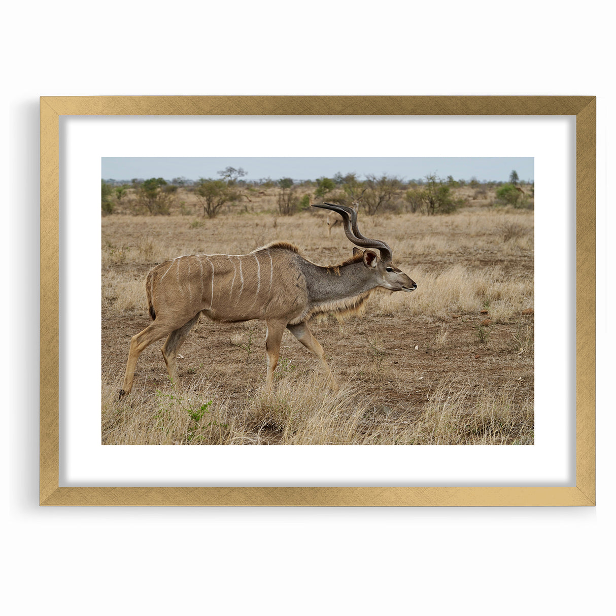 Graceful Antelope in the Savannah – Captivating Wildlife Canvas Art