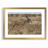 Graceful Antelope in the Savannah – Captivating Wildlife Canvas Art