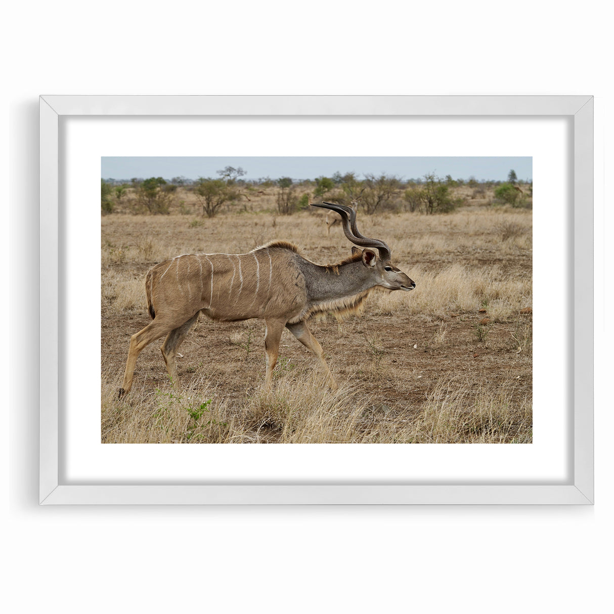 Graceful Antelope in the Savannah – Captivating Wildlife Canvas Art