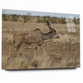 Graceful Antelope in the Savannah – Captivating Wildlife Canvas Art