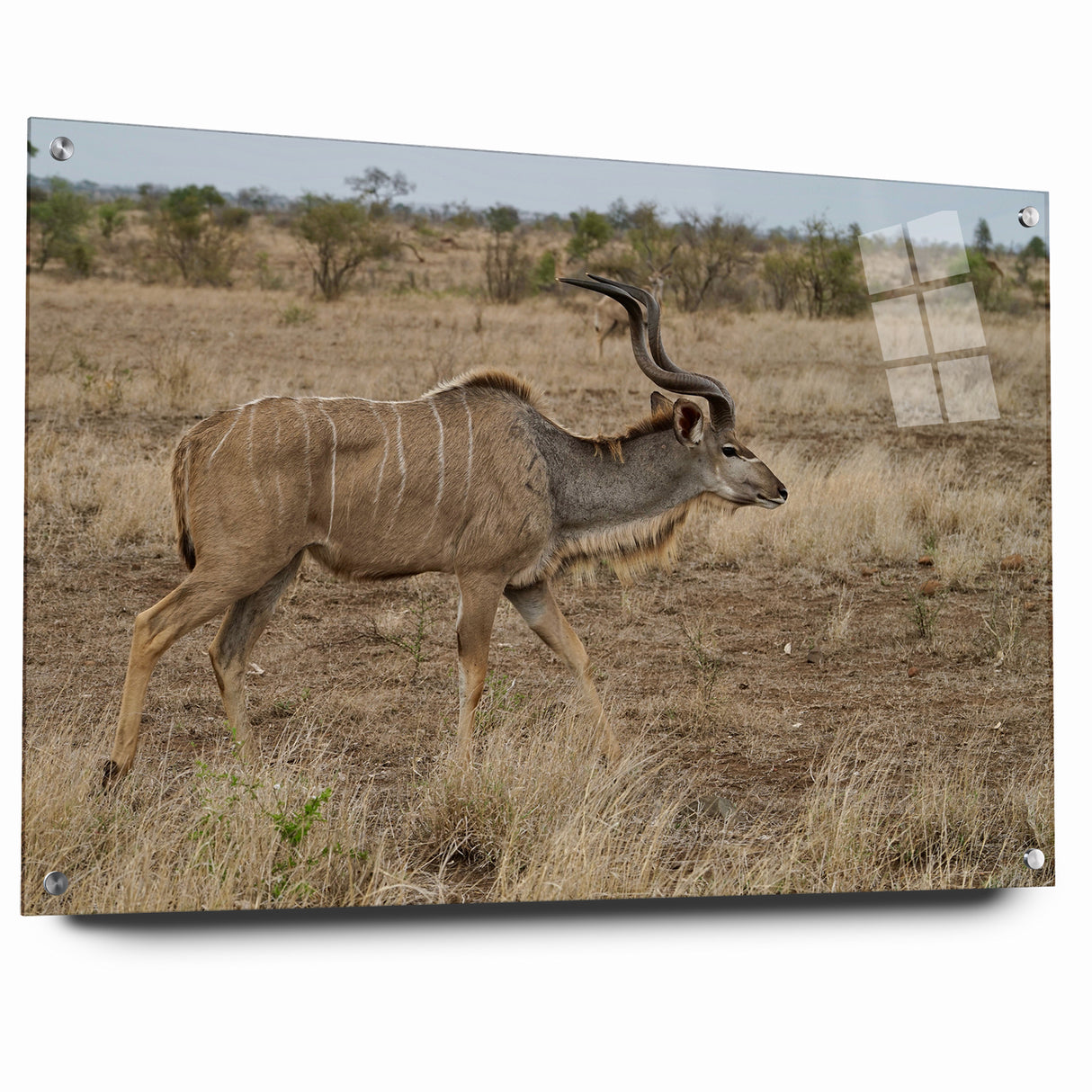 Graceful Antelope in the Savannah – Captivating Wildlife Canvas Art