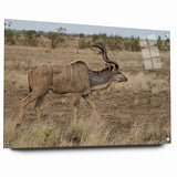 Graceful Antelope in the Savannah – Captivating Wildlife Canvas Art