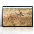 Graceful Antelope in the Savannah – Captivating Wildlife Canvas Art