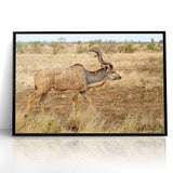 Graceful Antelope in the Savannah – Captivating Wildlife Canvas Art