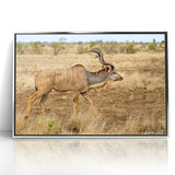 Graceful Antelope in the Savannah – Captivating Wildlife Canvas Art