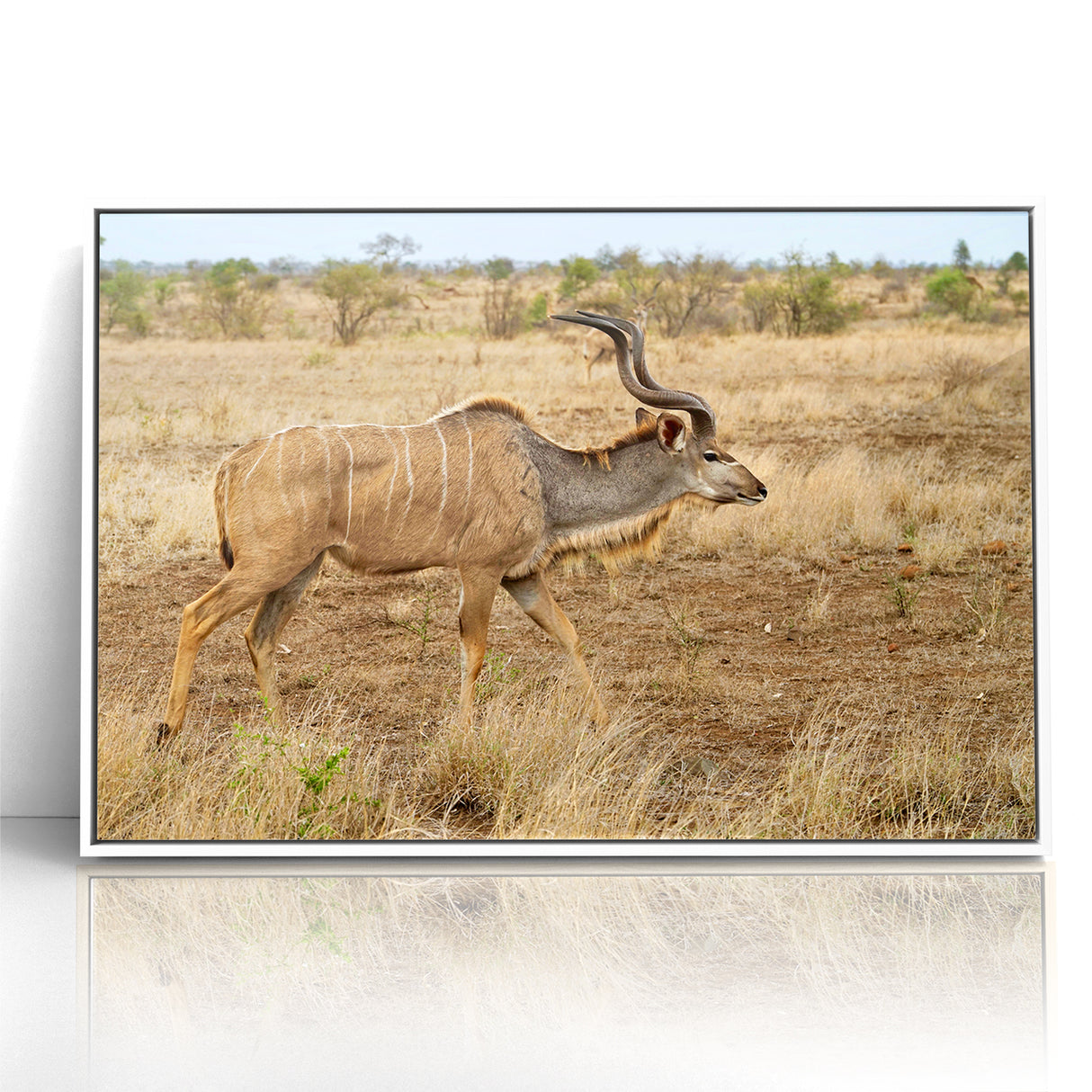 Graceful Antelope in the Savannah – Captivating Wildlife Canvas Art
