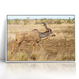 Graceful Antelope in the Savannah – Captivating Wildlife Canvas Art