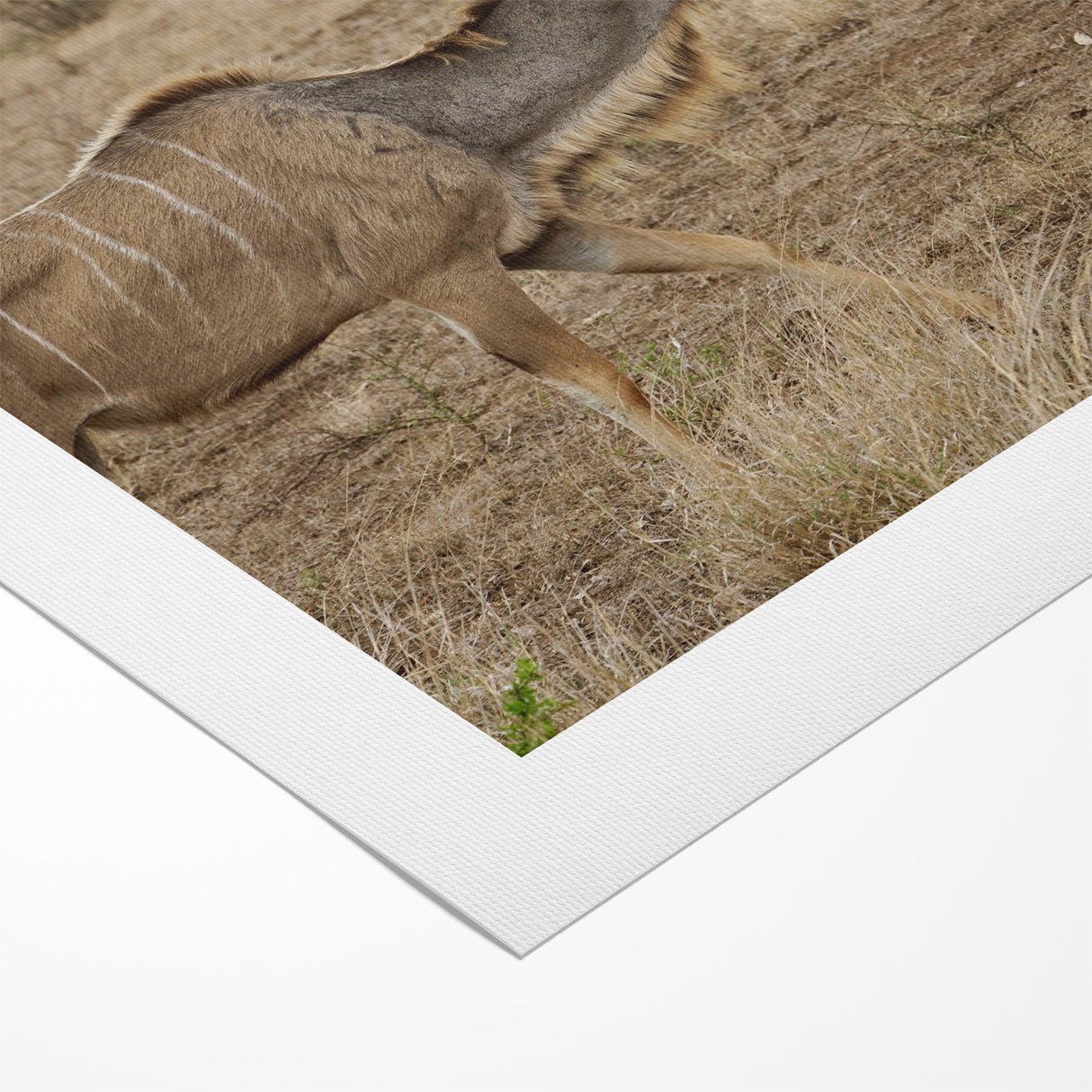 Graceful Antelope in the Savannah – Captivating Wildlife Canvas Art
