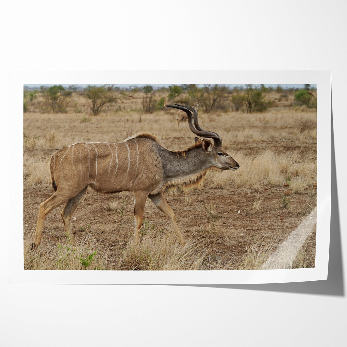 Graceful Antelope in the Savannah – Captivating Wildlife Canvas Art