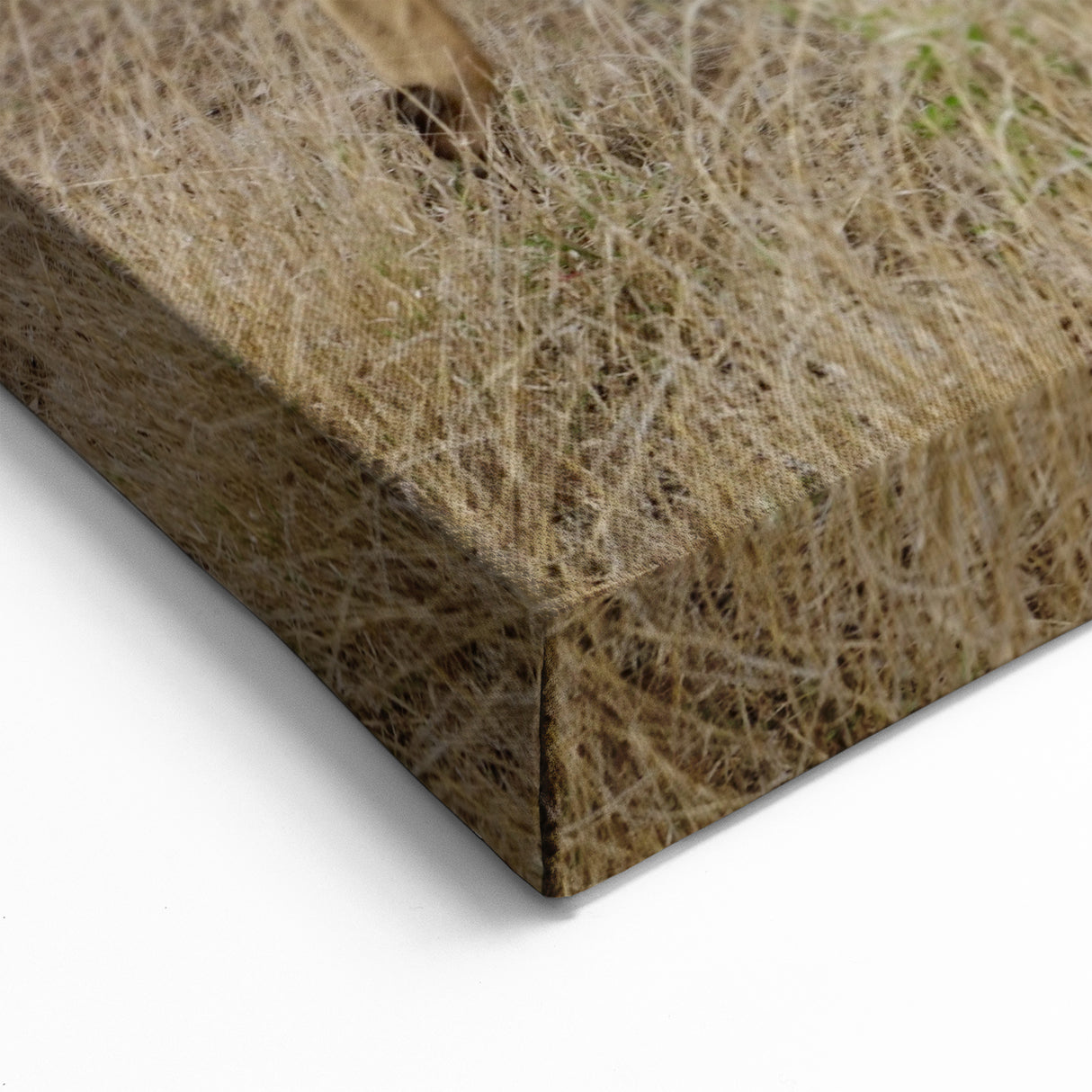 Graceful Antelope in the Savannah – Captivating Wildlife Canvas Art