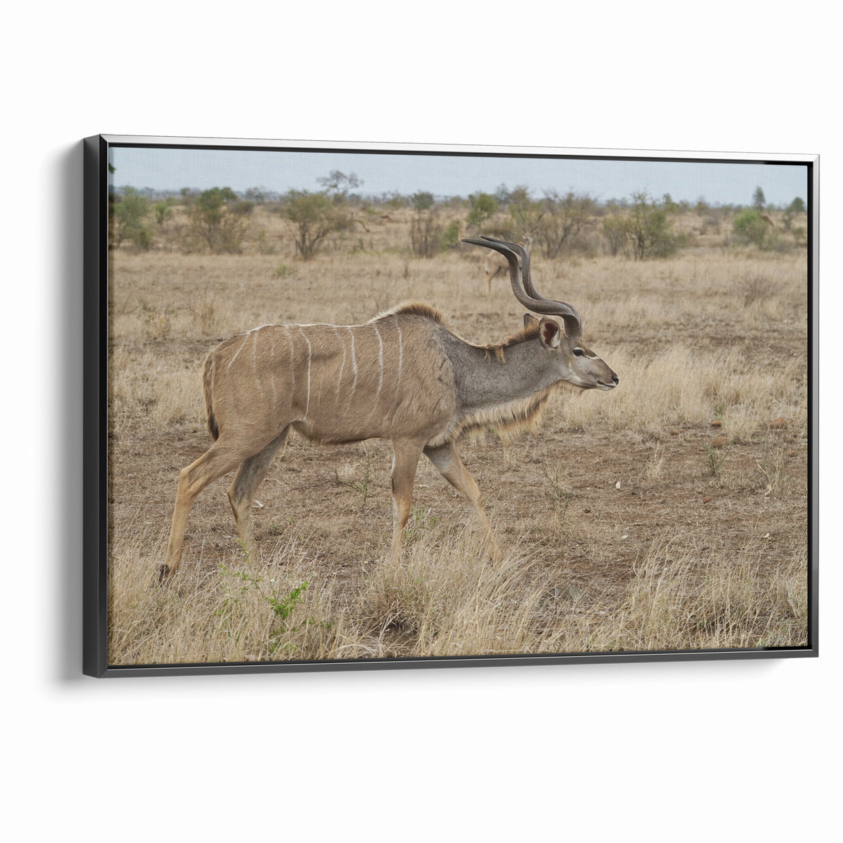 Graceful Antelope in the Savannah – Captivating Wildlife Canvas Art