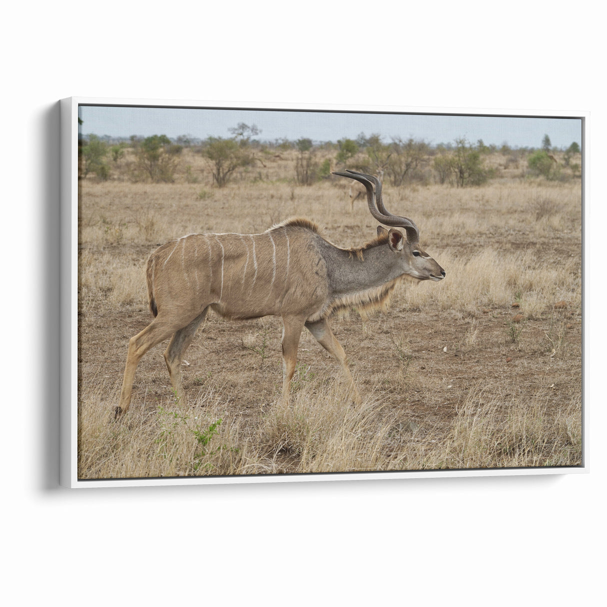Graceful Antelope in the Savannah – Captivating Wildlife Canvas Art