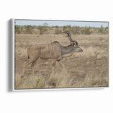 Graceful Antelope in the Savannah – Captivating Wildlife Canvas Art