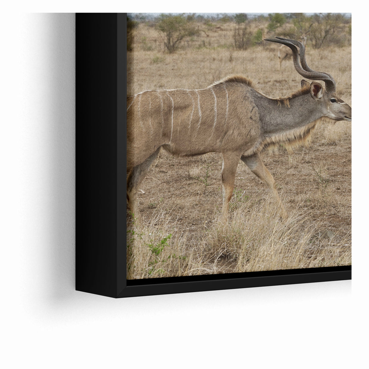 Graceful Antelope in the Savannah – Captivating Wildlife Canvas Art