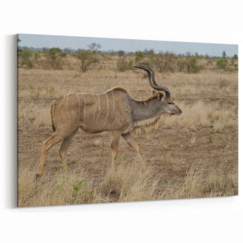 Graceful Antelope in the Savannah – Captivating Wildlife Canvas Art