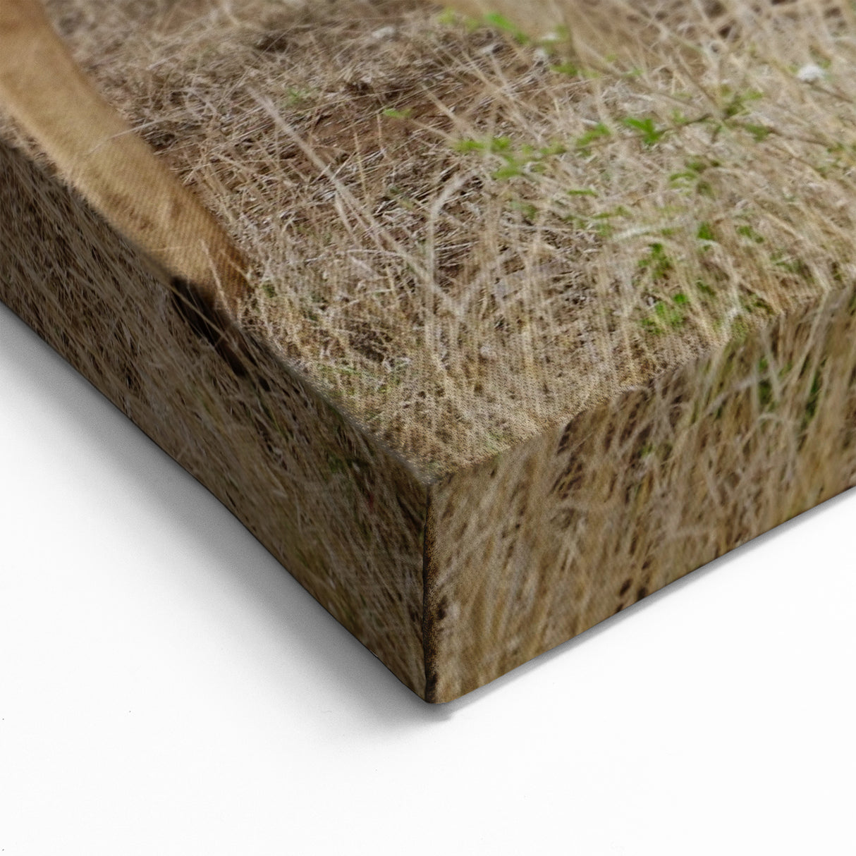 Graceful Antelope in the Savannah – Captivating Wildlife Canvas Art