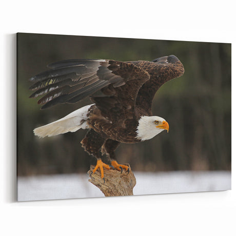 Stunning Bald Eagle Wall Art - Majestic Birds of Prey Wildlife Print