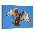 Majestic Hawk Wall Art - Soaring Birds of Prey Wildlife Print