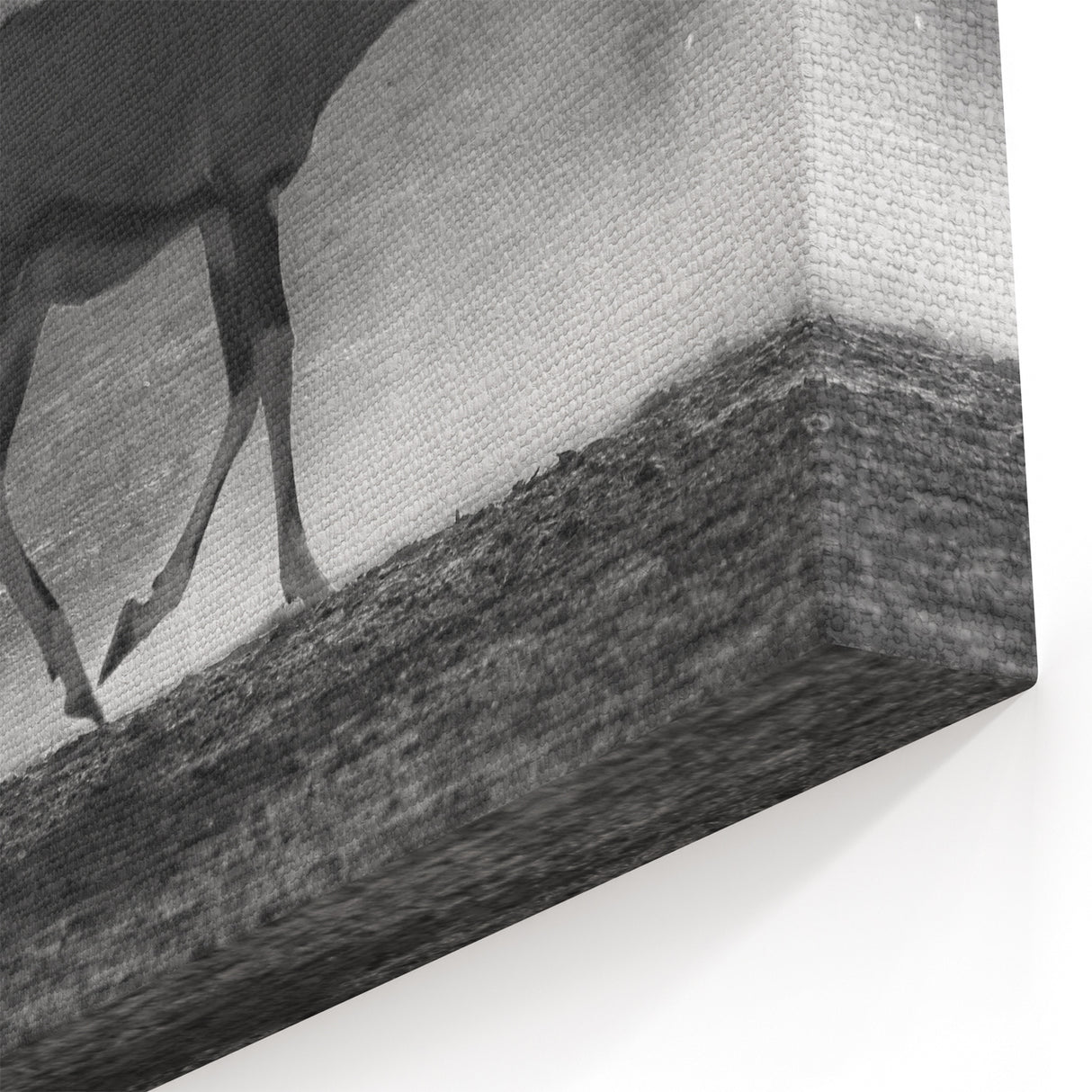 Graceful Antelope Wall Art - Majestic Wildlife Antelope Canvas Print