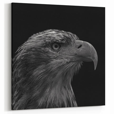 Striking Eagle Portrait Wall Art - Black and White Birds of Prey Print