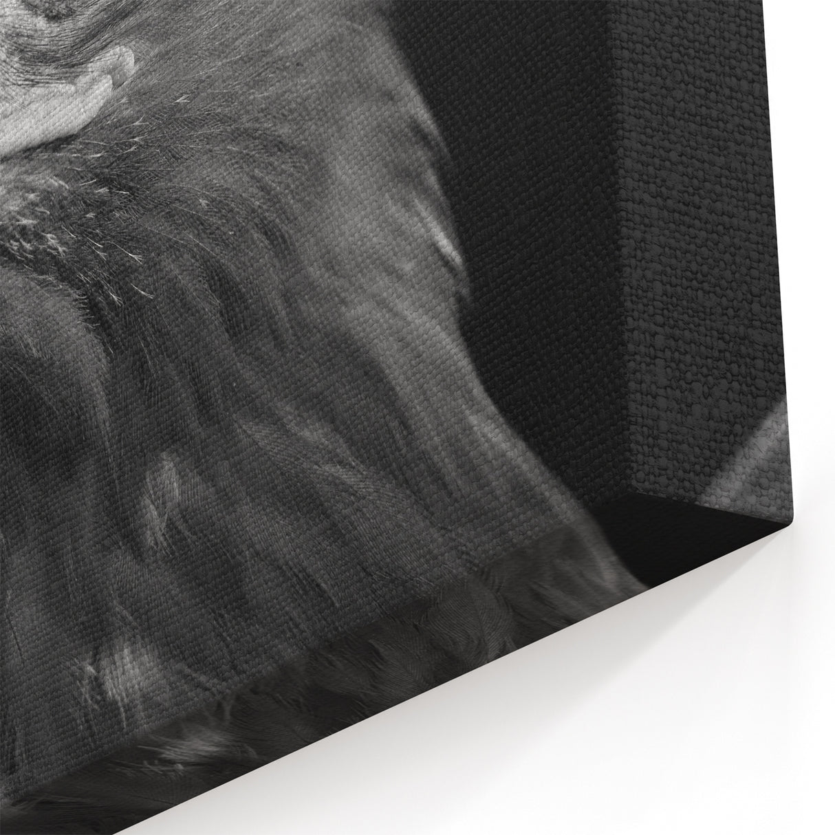 Regal Eagle Portrait Wall Art - Black and White Birds of Prey Print