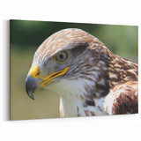 Regal Hawk Close-Up - Striking Birds of Prey Wildlife Portrait Print