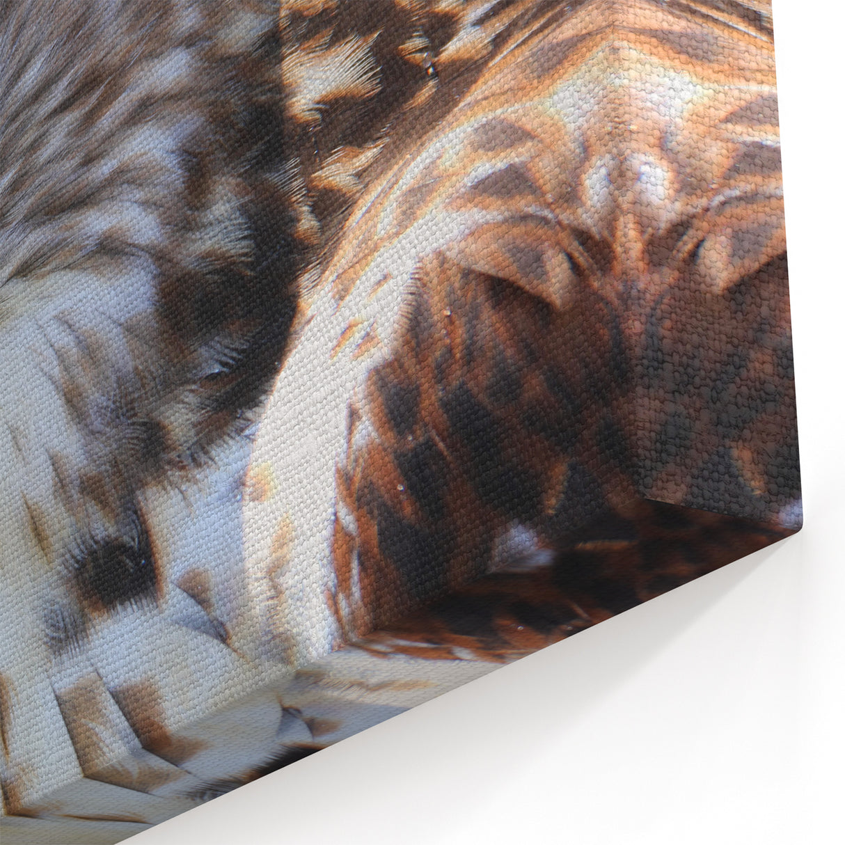 Regal Hawk Close-Up - Striking Birds of Prey Wildlife Portrait Print