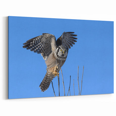 Dynamic Owl in Flight - Striking Birds of Prey Wildlife Art Print