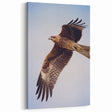 Majestic Hawk in Flight - Elegant Birds of Prey Wildlife Art Print