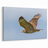 Majestic Birds of Prey Wall Art - Stunning Wildlife Hawk Canvas Print