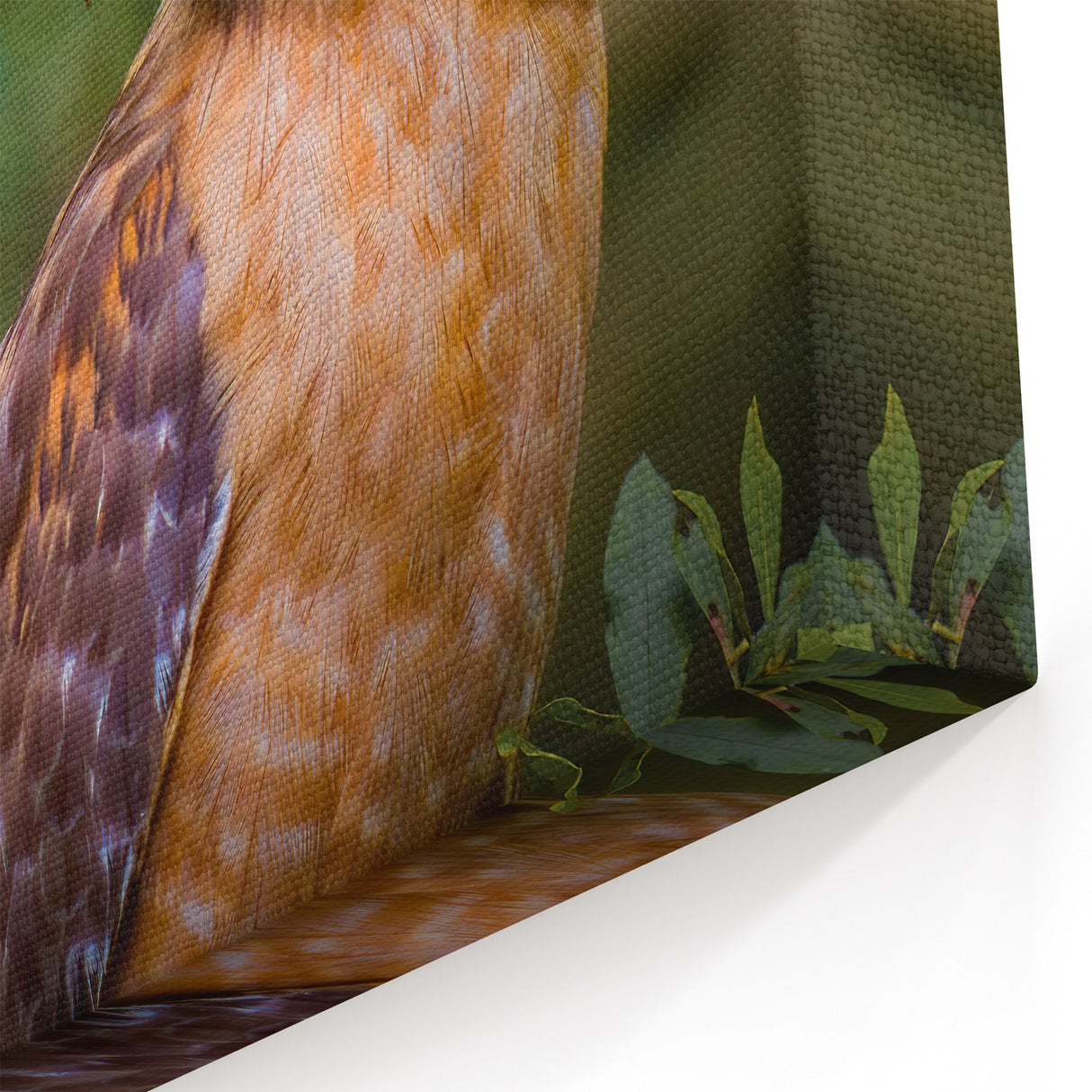 Elegant Birds of Prey Wall Art - Captivating Wildlife Hawk Photography