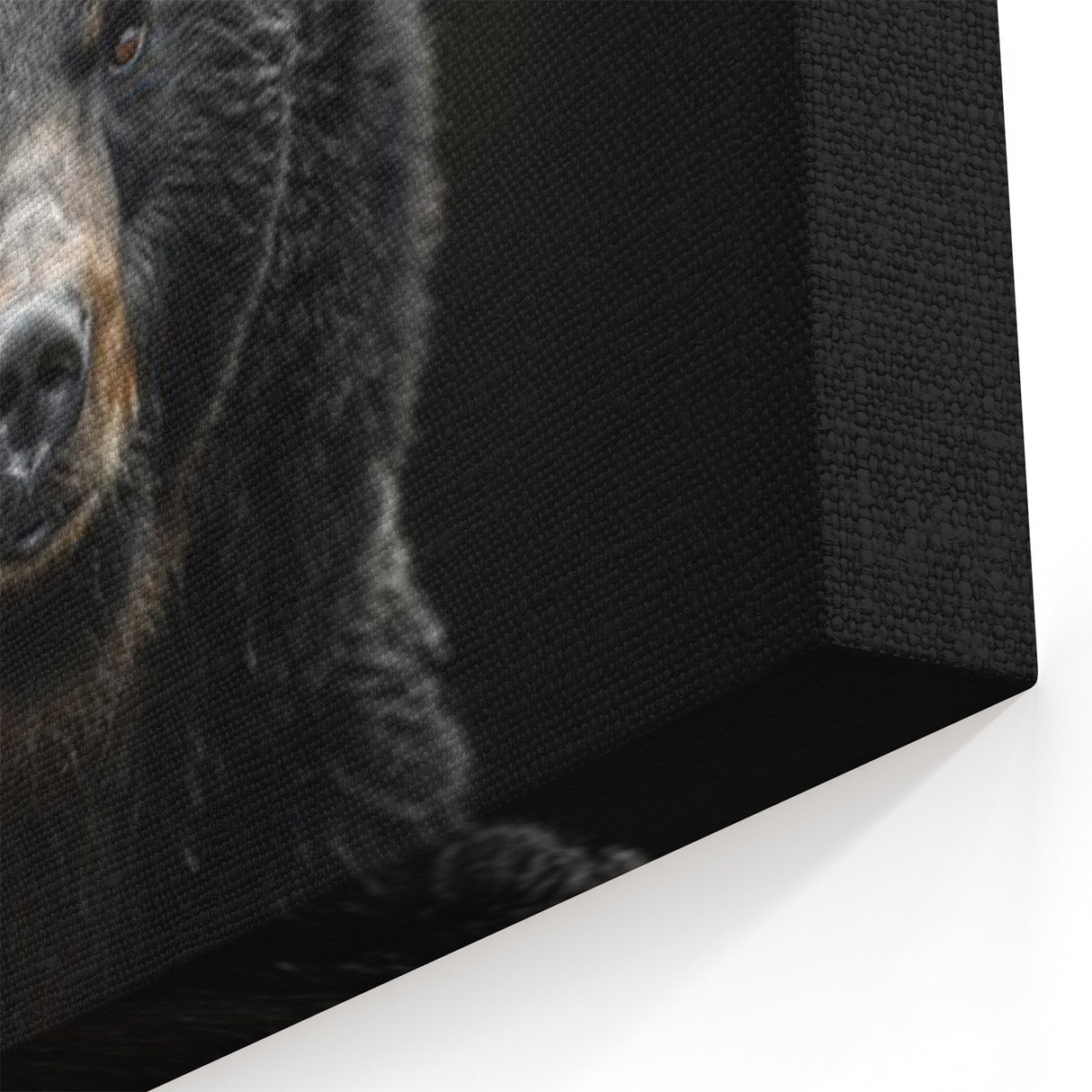 Intense Black Bear Portrait – Majestic Wildlife Wall Art Print