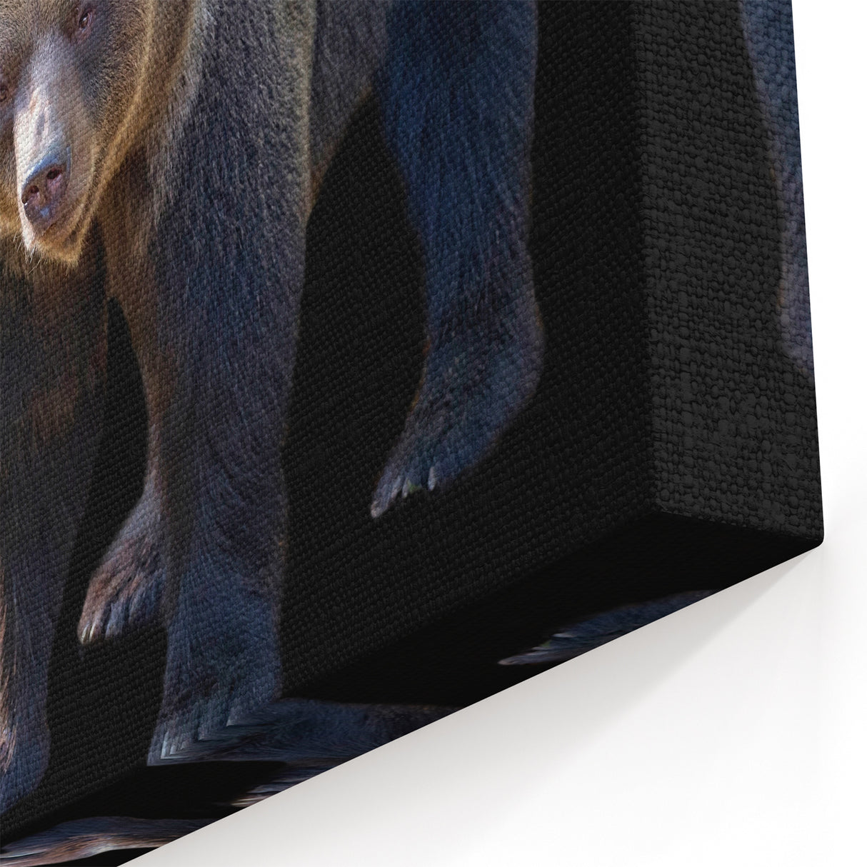 Powerful Brown Bear – Striking Wildlife Wall Art Print on Black
