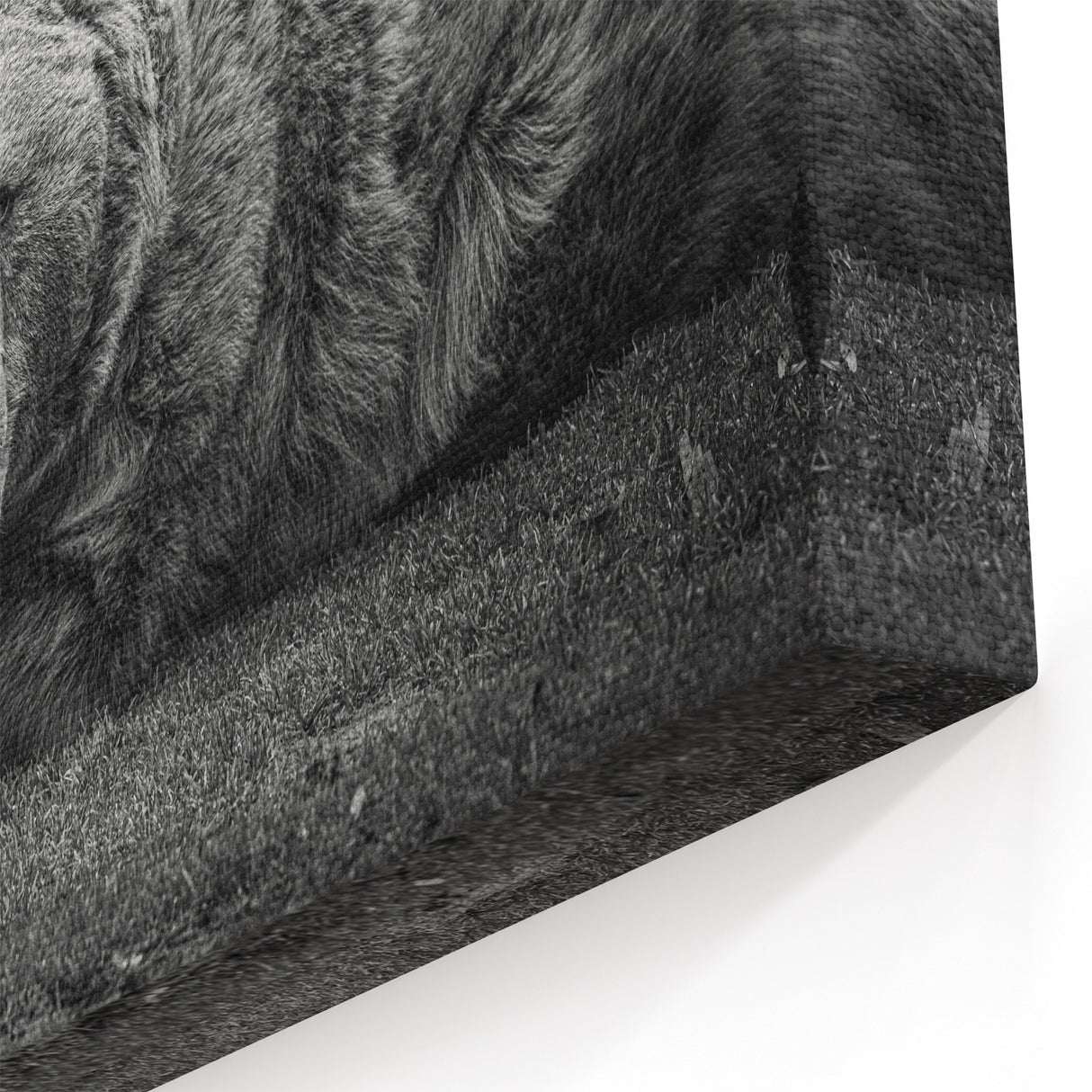 Powerful Bear Wall Art - Captivating Wildlife Photography Canvas