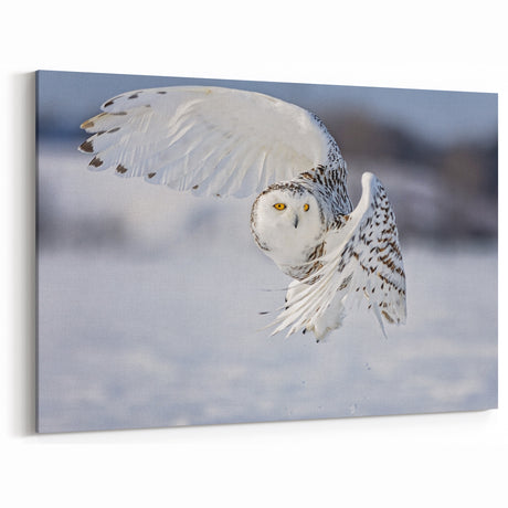 Graceful Snowy Owl Wall Art - Majestic Birds of Prey Winter Canvas