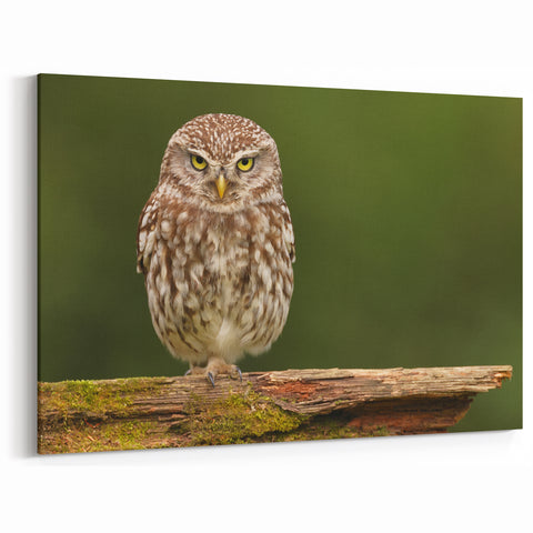 Charming Owl Wall Art - Majestic Birds of Prey in Nature Canvas Print