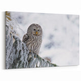Serene Owl Wall Art - Majestic Birds of Prey in Winter Wonderland Canvas