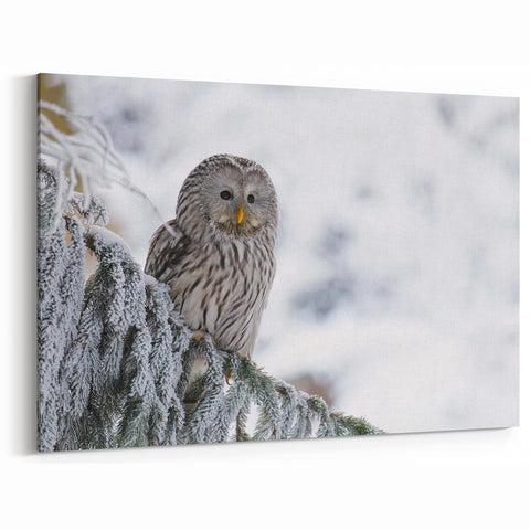 Serene Owl Wall Art - Majestic Birds of Prey in Winter Wonderland Canvas