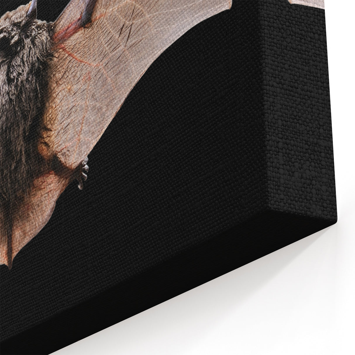 Majestic Bat Wildlife Art - Stunning Night Bat Photography Wall Decor