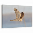 Elegant Hawk in Flight - Stunning Birds of Prey Wall Art Photography