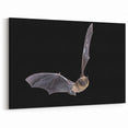 Night Bat Wall Decor - Stunning Wildlife Bat Photography Art Print