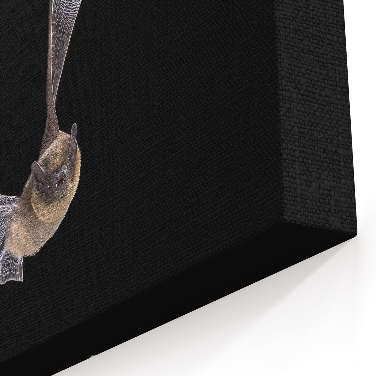 Night Bat Wall Decor - Stunning Wildlife Bat Photography Art Print