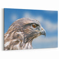 Intense Gaze of a Hawk - Close-Up Birds of Prey Wall Art Photography