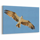 Soaring Bird of Prey - Majestic Eagle Wall Art in Clear Blue Sky