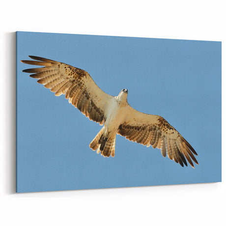 Soaring Bird of Prey - Majestic Eagle Wall Art in Clear Blue Sky