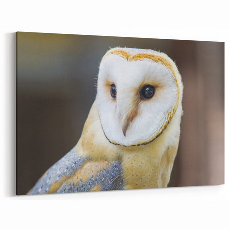 Graceful Barn Owl Portrait - Elegant Birds of Prey Wall Art
