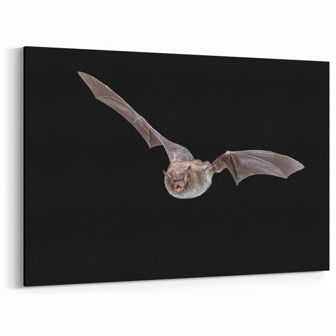 Captivating Bat Photography - Elegant Wildlife Wall Art for Night Decor